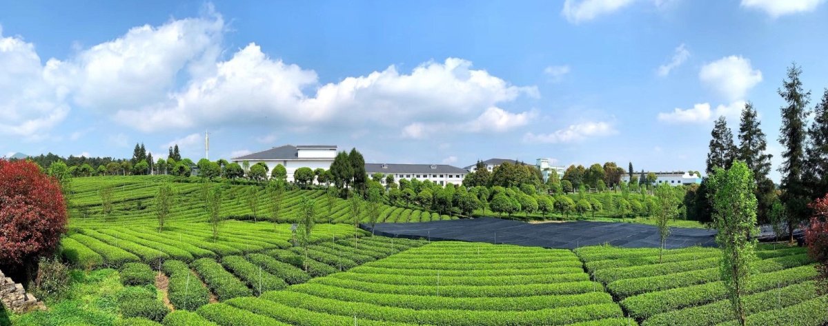 Barista Matcha A - Genuine Tea