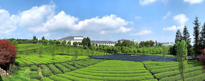 Barista Matcha A - Genuine Tea